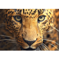 Closeup of a leopard