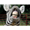 Zebra smile and teeth
