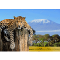 Leopard on a stump
