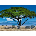 Group of elephants under the big green tree in the wilderness