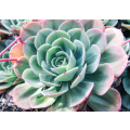 Succulent plant closeup