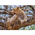 African leopard sitting on a tree