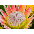 King protea fynbos flowers in a pond