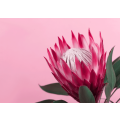 Blooming pink protea plant