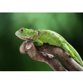 Closeup of a green iguana