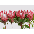 Red protea flowers isolated