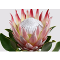 Red protea flower
