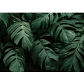 Tropical green leaves