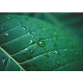 Rain water on a green leaf