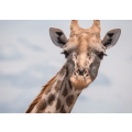 Closeup shot of a giraffe