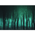 Spooky foggy forest