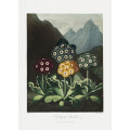 A Group of Auriculas from The Temple of Flora (1807)