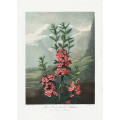 The Narrow-Leaved Kalmia from The Temple of Flora (1807)