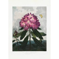 The Pontic Rhododendron from The Temple of Flora (1807)