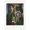 The Quadrangular Passion Flower from The Temple of Flora (1807)