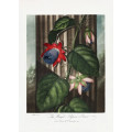 The Winged Passion-Flower from The Temple of Flora (1807)