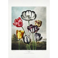 Tulips from The Temple of Flora (1807)