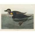 American Scoter Duck From Birds of America (1827)