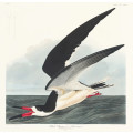 Black Skimmer From Birds of America (1827)
