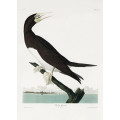 Booby Gannet From Birds of America (1827)