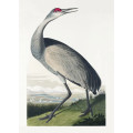 Hooping Crane From Birds of America (1827)