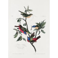 Painted Finch From Birds of America (1827)
