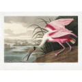 Roseate Spoonbill From Birds of America (1827)