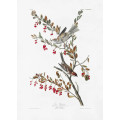Tree Sparrow From Birds of America (1827)