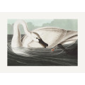 Trumpeter Swan From Birds of America (1827)