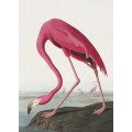 Pink Flamingo From Birds of America (1827)