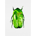 Green June beetle or Cotinis nitida