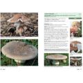 Mushrooms and Other Fungi of South Africa (Paperback)