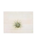 Air Plant Ionantha - Mounted on wood