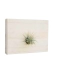 Air Plant Ionantha - Mounted on wood