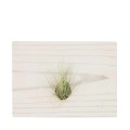 Air Plant - Argentea - Mounted on wood