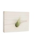 Air Plant - Argentea - Mounted on wood
