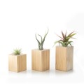 Wooden Air plant holder:68 x 68 x 80 mm