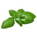 Basil - Plant Pod - Pack of 3