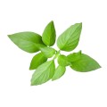 Lemon Tea - Plant Pod - Pack of 3