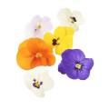 Edible Flowers Pansy - Plant Pod - Pack of 3