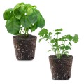 Asian Herb Mix -Plant Pod - Pack of 10