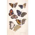 South-African Butterflies : a Monograph of the Extra-Tropical Species - Trimen, Roland and James ...