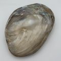 Freshwater Pearl Shell