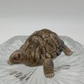 Porcelain Miniature Tortoise