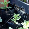 Spearmint Plant - 1 Small Plant