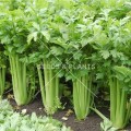 Celery Tall Utah - 50 Seeds
