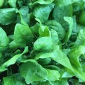 Viroflay Spinach - 50 Seeds
