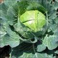 Copenhagen Market Cabbage - 100 Seeds