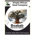 Baobab (Adansonia Digitata) 6's
