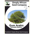 Tree Gum Arabic Seeds